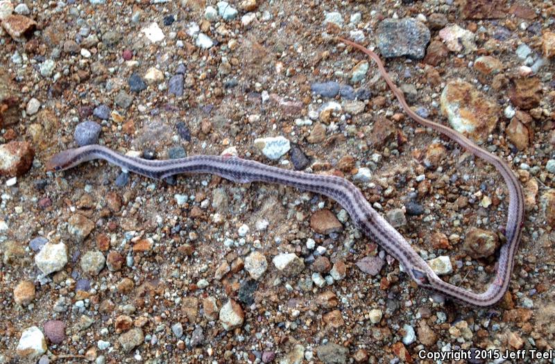 Baja California Patch-nosed Snake (Salvadora hexalepis klauberi)