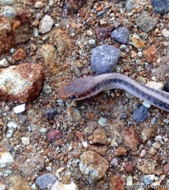 Baja California Patch-nosed Snake (Salvadora hexalepis klauberi)