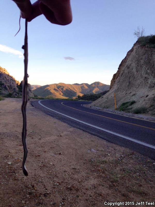 Baja California Patch-nosed Snake (Salvadora hexalepis klauberi)