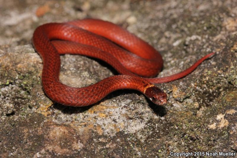 Florida Red-bellied Snake (Storeria occipitomaculata obscura)