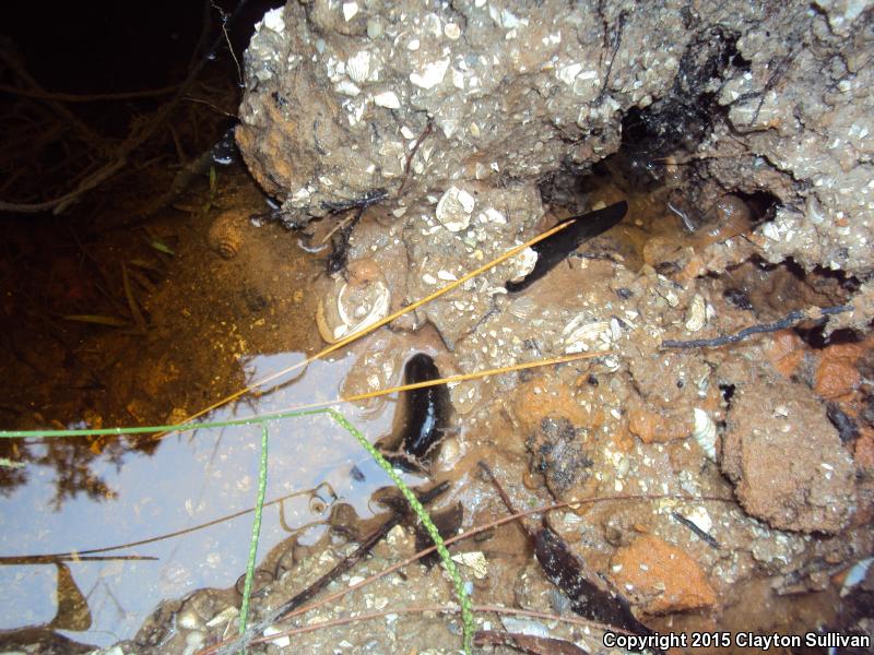 Eastern Lesser Siren (Siren intermedia intermedia)