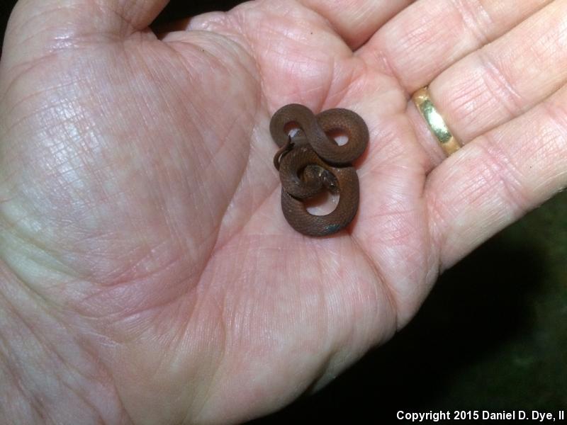 Florida Red-bellied Snake (Storeria occipitomaculata obscura)