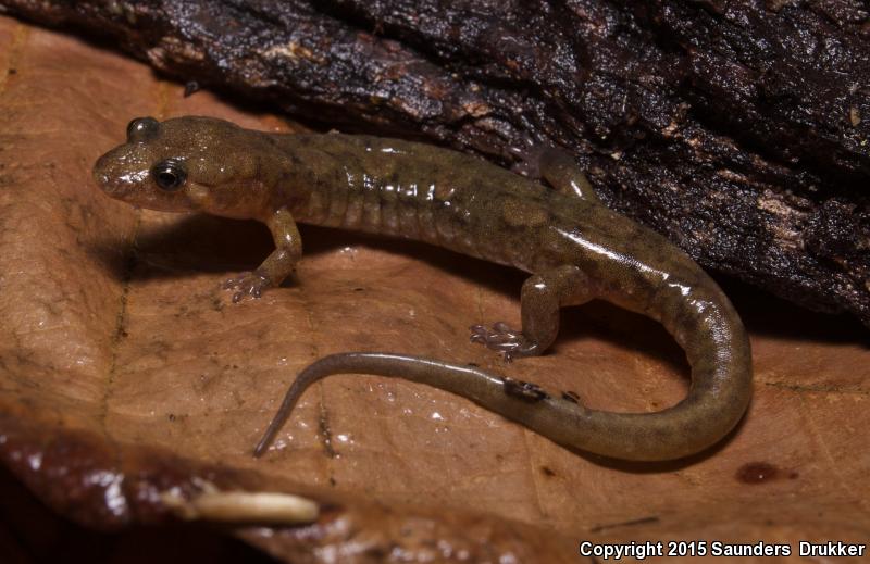 Cumberland Dusky Salamander (Desmognathus abditus)