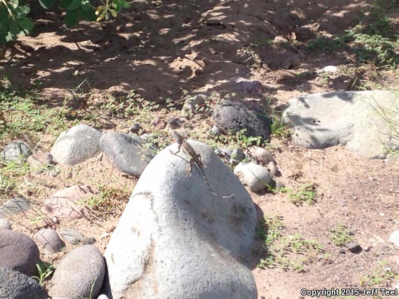 Carmen Island Zebra-tailed Lizard (Callisaurus draconoides carmenensis)