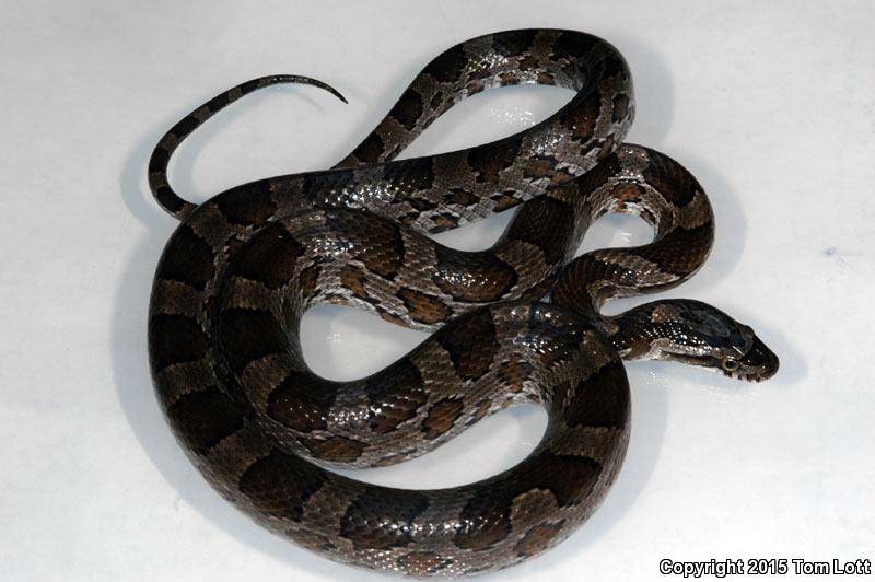 Slowinski's Cornsnake (Pantherophis slowinskii)