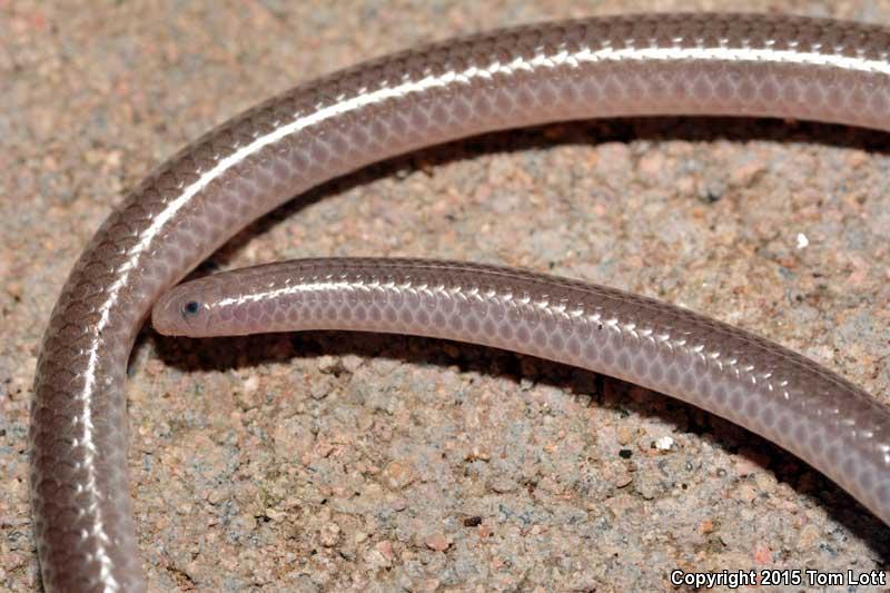 South Texas Threadsnake (Leptotyphlops dulcis rubellum)