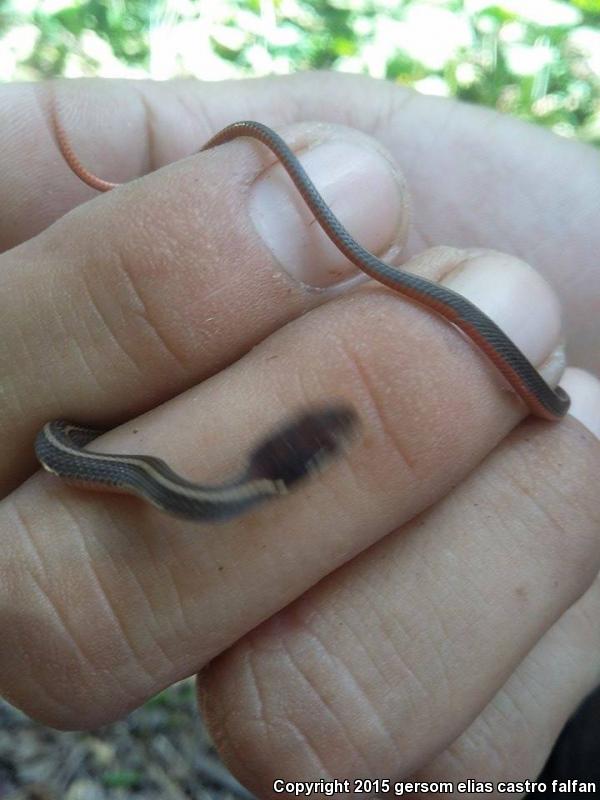 Striped Forest Snake (Rhadinaea decorata)