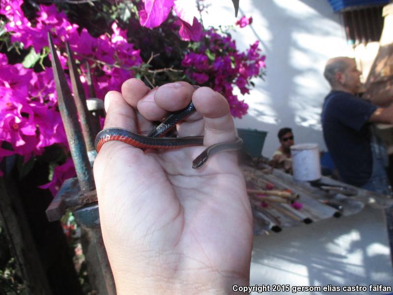 Striped Forest Snake (Rhadinaea decorata)