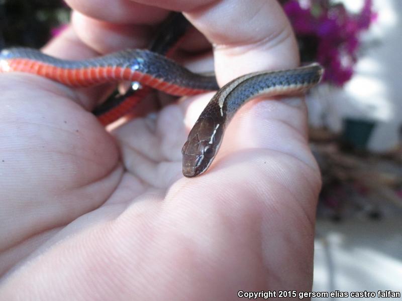 Striped Forest Snake (Rhadinaea decorata)