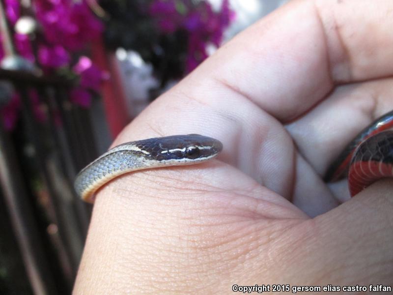 Striped Forest Snake (Rhadinaea decorata)