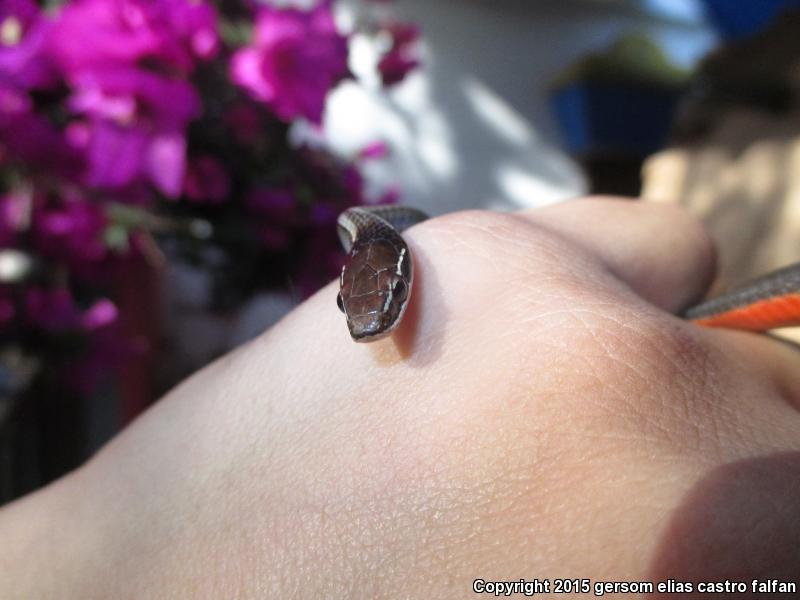 Striped Forest Snake (Rhadinaea decorata)