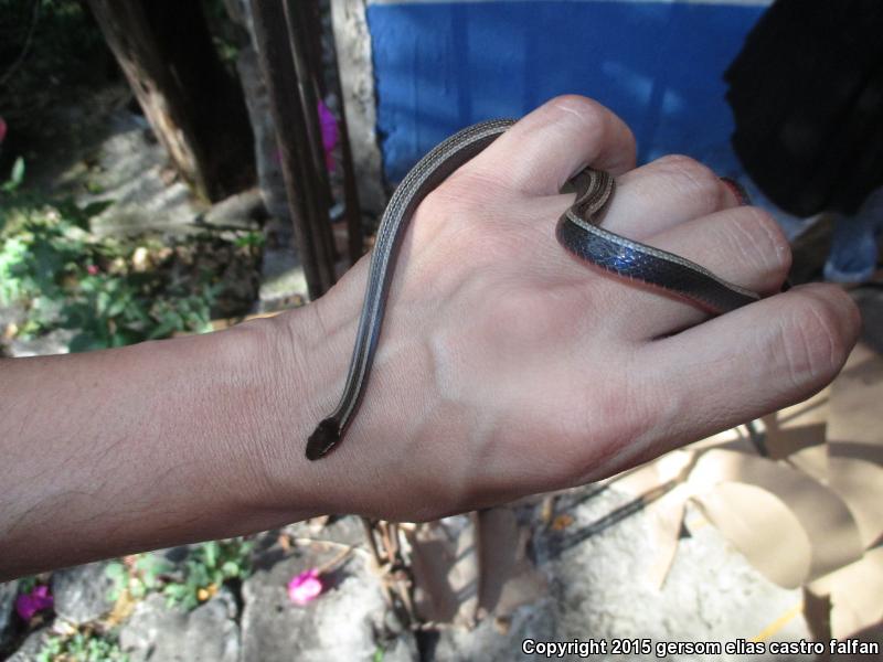 Striped Forest Snake (Rhadinaea decorata)