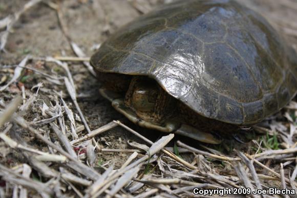 Southwestern Pond Turtle (Actinemys marmorata pallida)