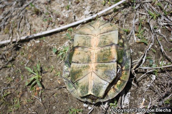 Southwestern Pond Turtle (Actinemys marmorata pallida)