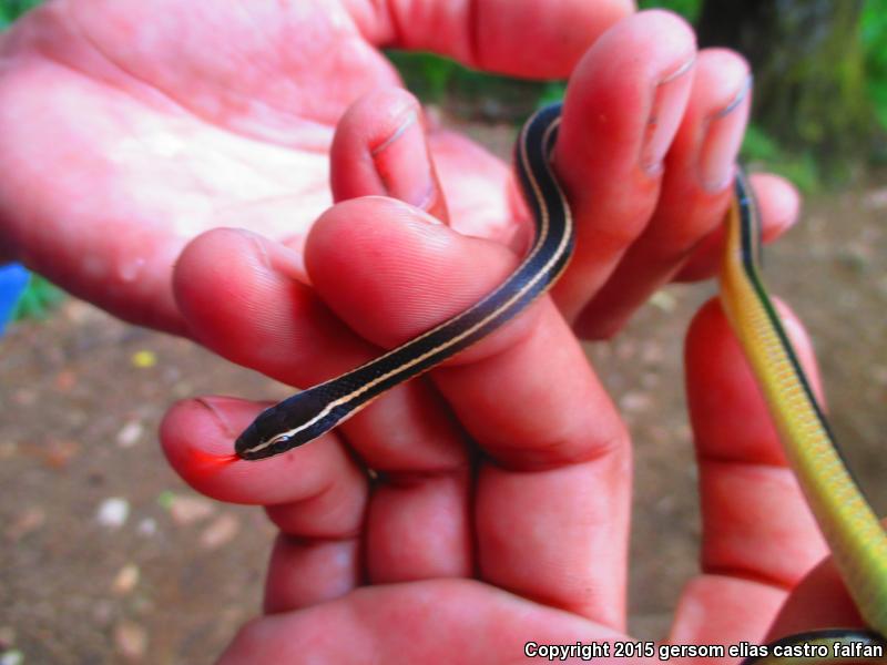 Mimic Pine-Oak Snake (Rhadinaea taeniata aemula)