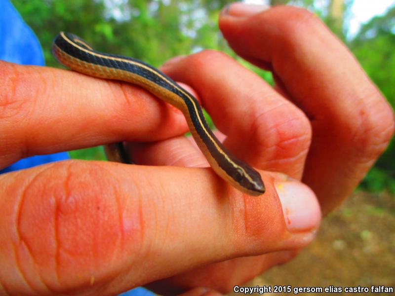 Mimic Pine-Oak Snake (Rhadinaea taeniata aemula)