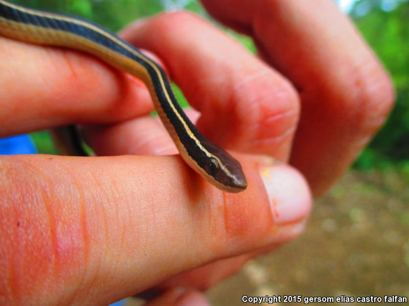 Mimic Pine-Oak Snake (Rhadinaea taeniata aemula)