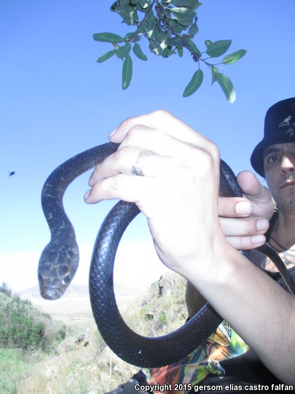 Baja California Coachwhip (Coluber fuliginosus)