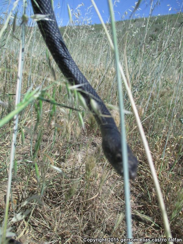 Baja California Coachwhip (Coluber fuliginosus)