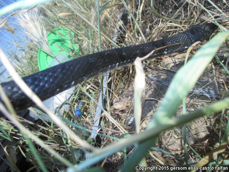 Baja California Coachwhip (Coluber fuliginosus)