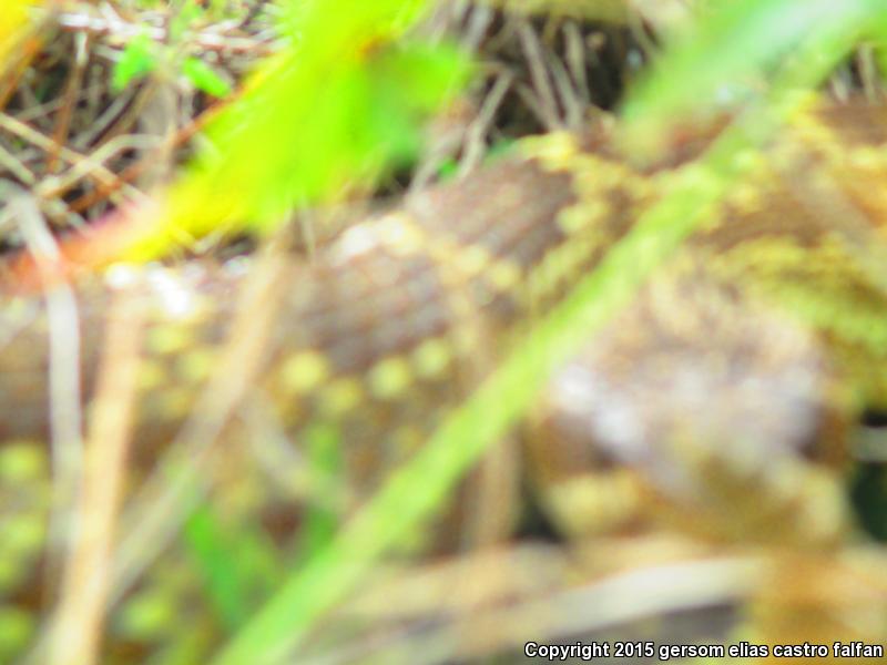 Mexican Black-tailed Rattlesnake (Crotalus molossus nigrescens)