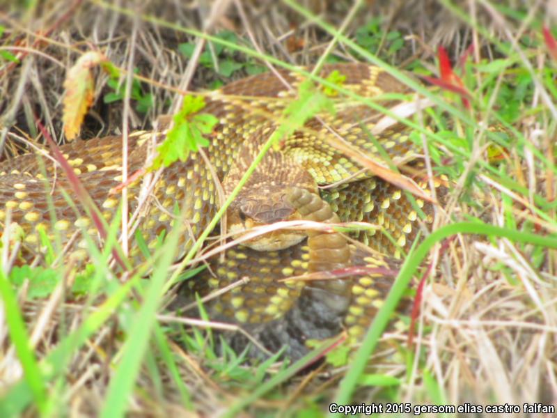 Mexican Black-tailed Rattlesnake (Crotalus molossus nigrescens)