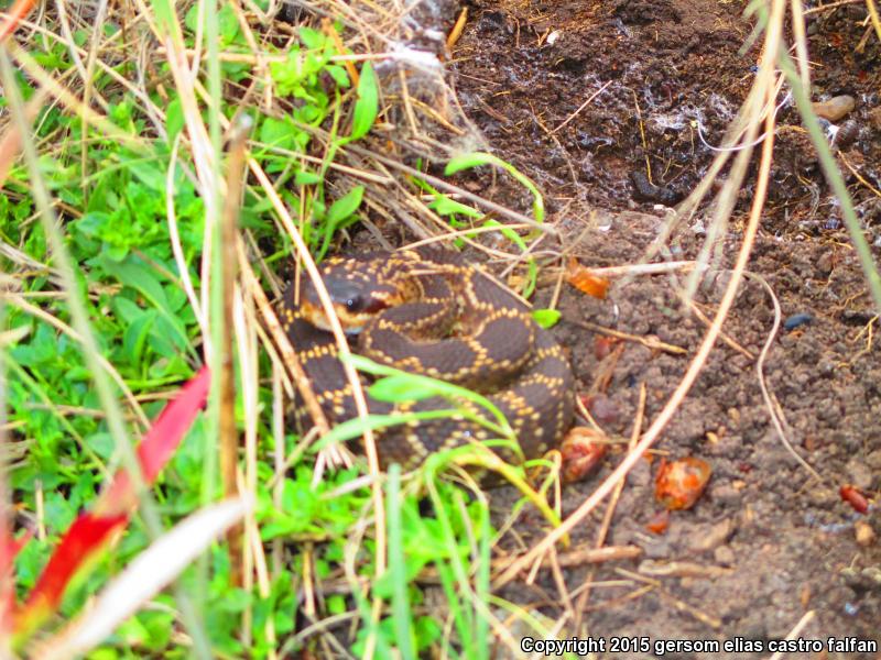 Mexican Black-tailed Rattlesnake (Crotalus molossus nigrescens)