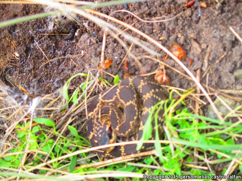 Mexican Black-tailed Rattlesnake (Crotalus molossus nigrescens)