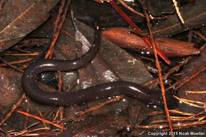 Two-toed Amphiuma (Amphiuma means)