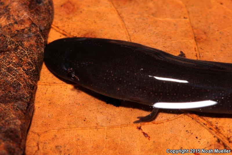 Two-toed Amphiuma (Amphiuma means)