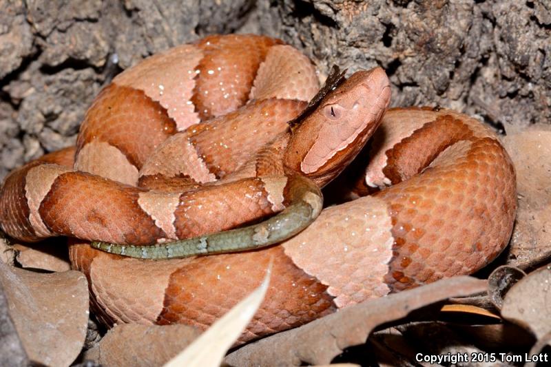 Broad-banded Copperhead (Agkistrodon contortrix laticinctus)