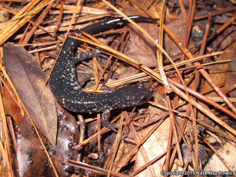 South Carolina Slimy Salamander (Plethodon variolatus)