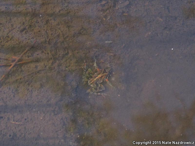 Coastal Plain Cricket Frog (Acris gryllus gryllus)