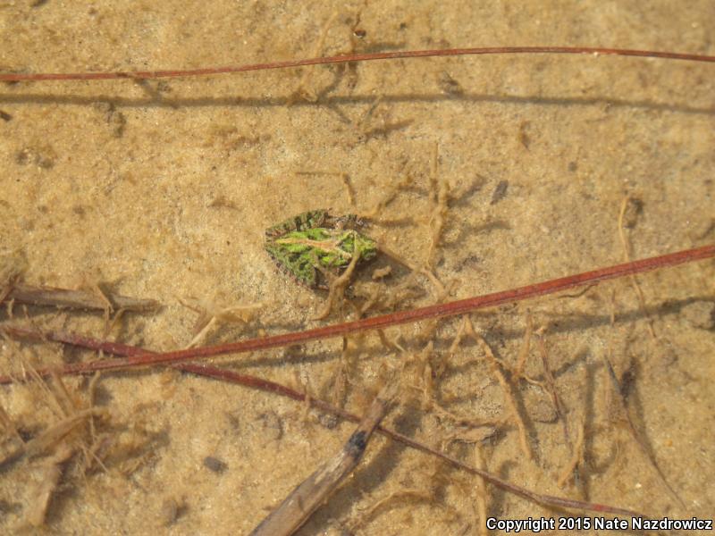 Coastal Plain Cricket Frog (Acris gryllus gryllus)