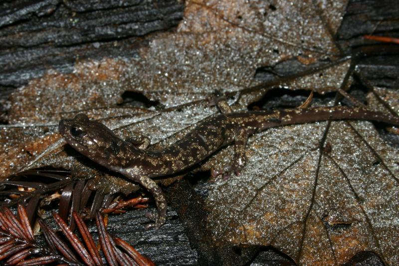 Wandering Salamander (Aneides vagrans)