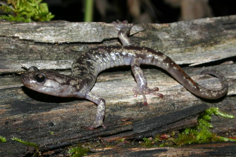 Wandering Salamander (Aneides vagrans)