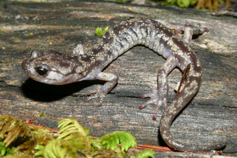 Wandering Salamander (Aneides vagrans)