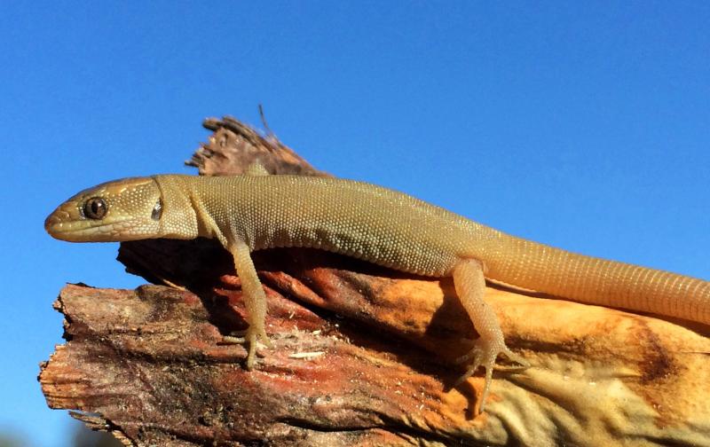 Wiggins's Desert Night Lizard (Xantusia wigginsi)