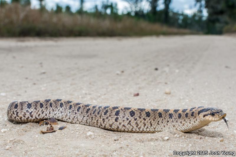 Southern Hog-nosed Snake (Heterodon simus)