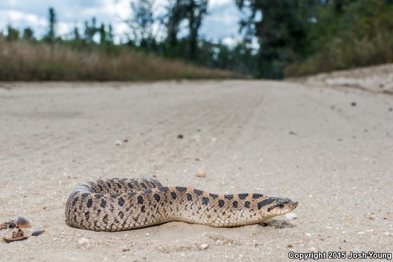 Southern Hog-nosed Snake (Heterodon simus)