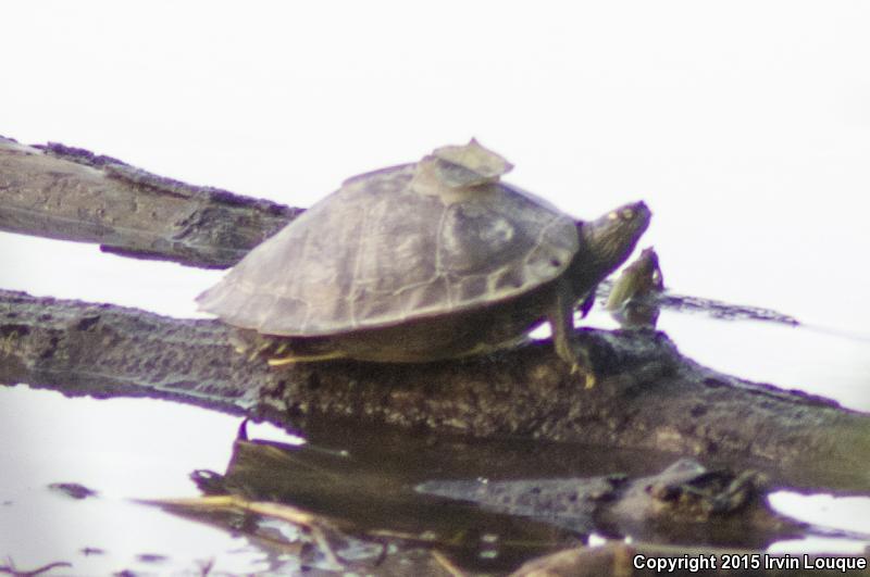 Sabine Map Turtle (Graptemys ouachitensis sabinensis)