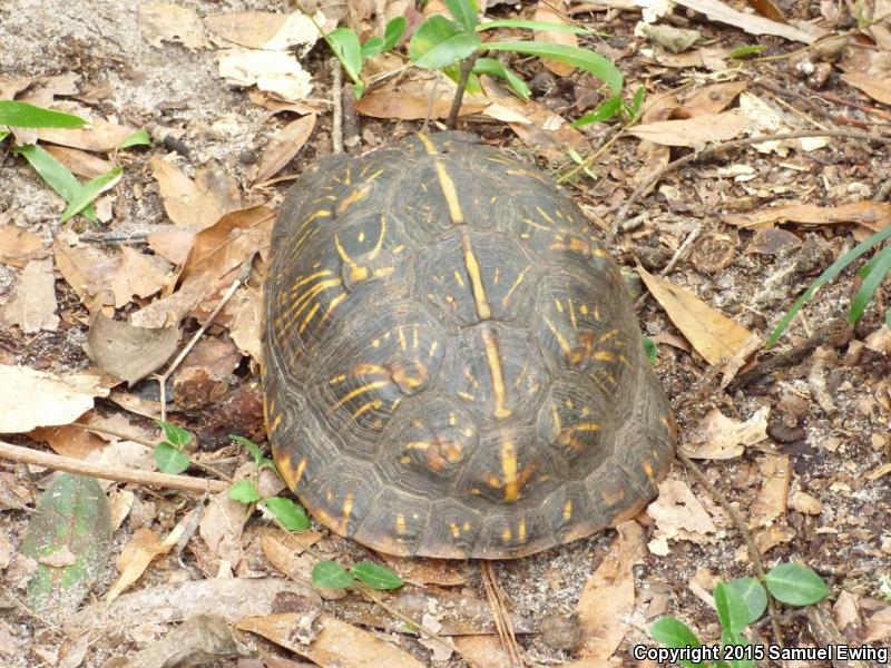 Florida Box Turtle (Terrapene carolina bauri)