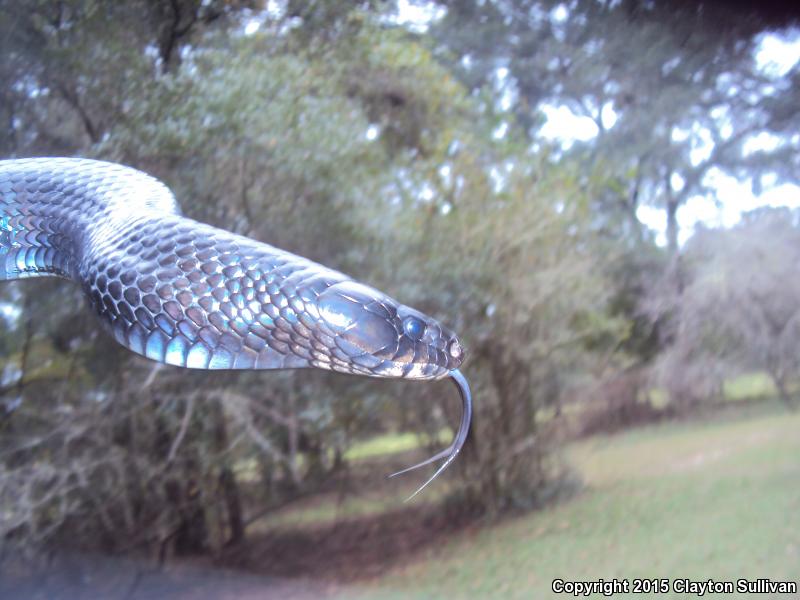 Eastern Indigo Snake (Drymarchon couperi)