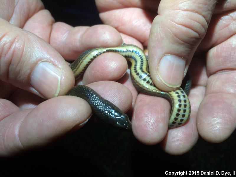 Glossy Crayfish Snake (Regina rigida rigida)