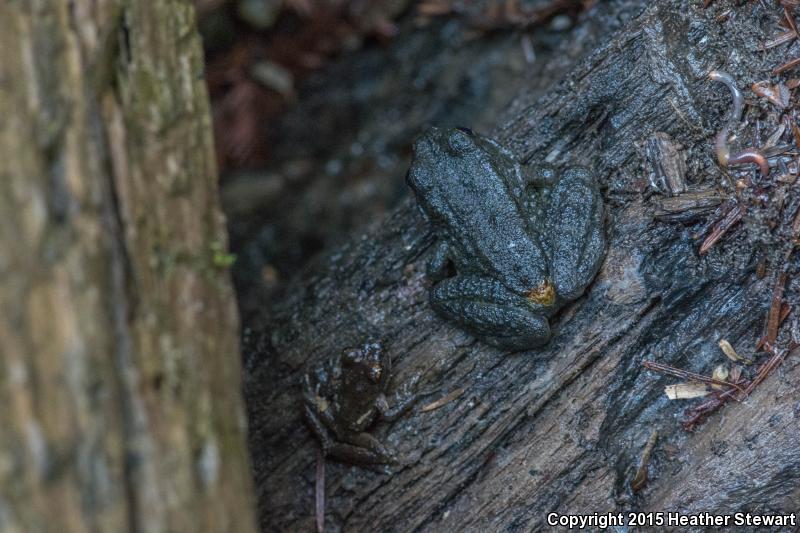 Western Tailed Frog (Ascaphus truei)