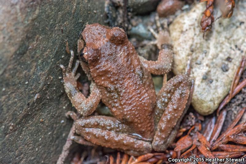 Western Tailed Frog (Ascaphus truei)