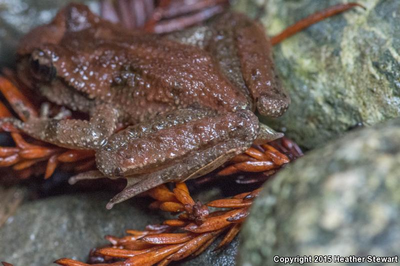 Western Tailed Frog (Ascaphus truei)