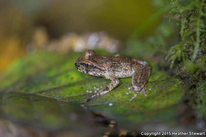 Western Tailed Frog (Ascaphus truei)