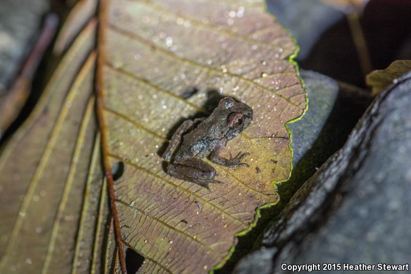 Western Tailed Frog (Ascaphus truei)