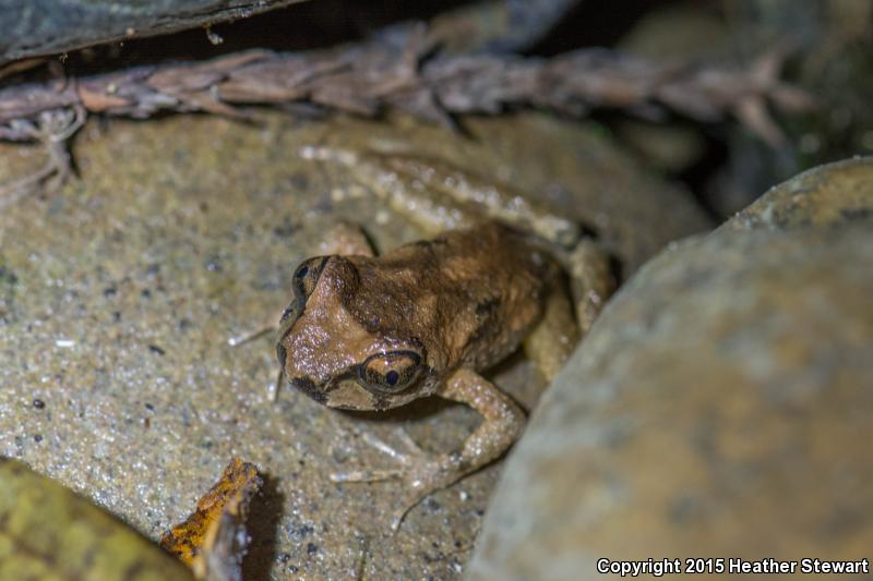 Western Tailed Frog (Ascaphus truei)